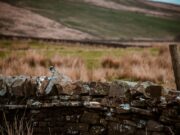 Wildlife abounds – even in our cities: readers’ favourite UK nature reserves and national parks