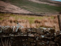 Wildlife abounds – even in our cities: readers’ favourite UK nature reserves and national parks