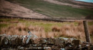 Wildlife abounds – even in our cities: readers’ favourite UK nature reserves and national parks