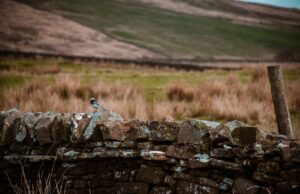 Wildlife abounds – even in our cities: readers’ favourite UK nature reserves and national parks