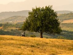 Tot mai mulți lideri PSD cer un nou premier sau trecerea în opoziție