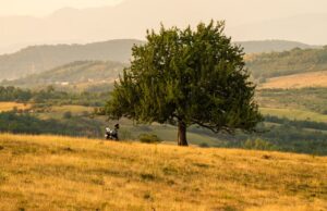 Tot mai mulți lideri PSD cer un nou premier sau trecerea în opoziție