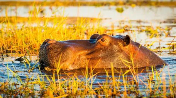 Africa de Sud, Zimbabwe și Botswana: Aventura Sălbăticiei Africane