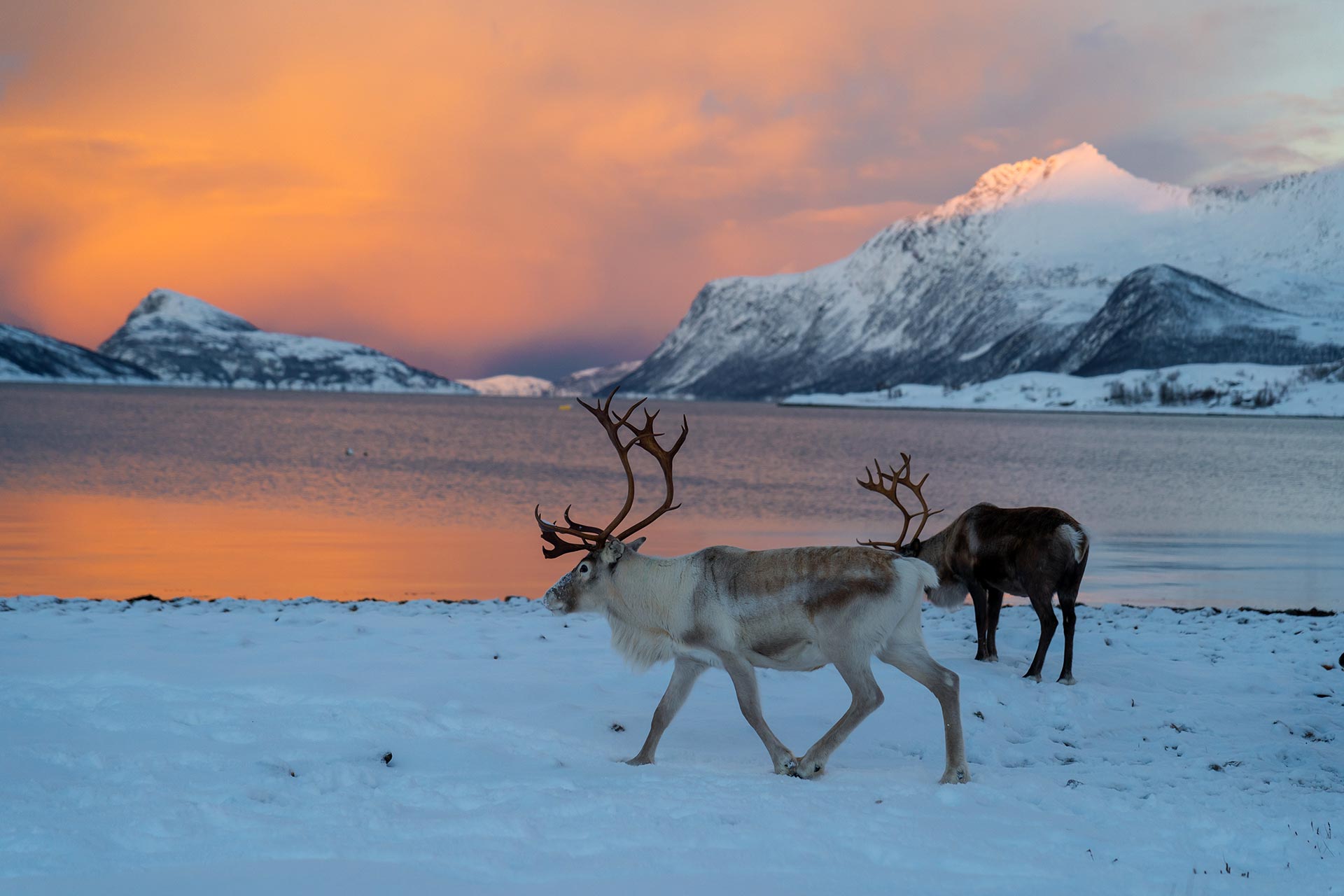 Croaziera de Expeditie în Svalbard: Aventura la Capatul Lumii